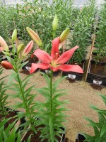 [4046 Treasure Island No101.JPG]